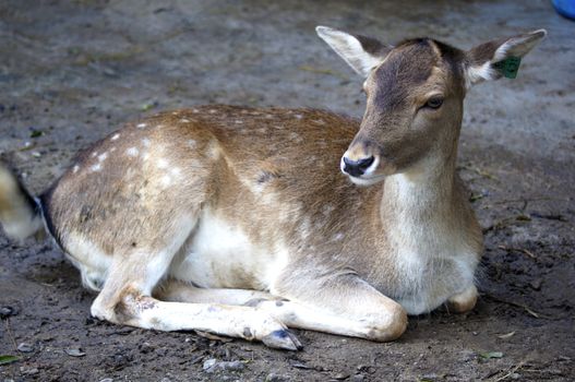 baby deer taking the opportunity to rest the edge of a shadow