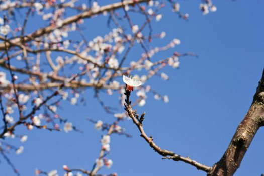 spring beauty 