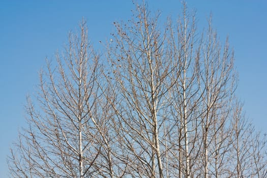 branches of poplar trees without leaves against the sky