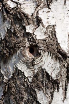 Texture of birch bark, background