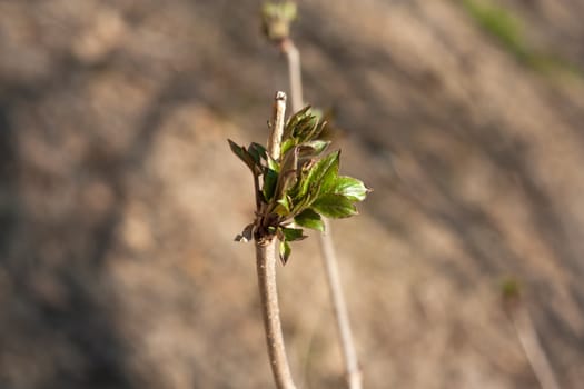 close up with a spring bud 