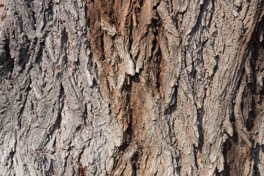 Tree bark texture 