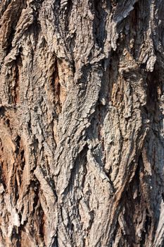 Tree bark texture 