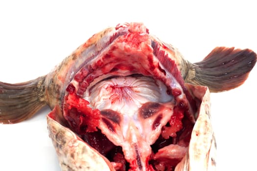 gills of fish