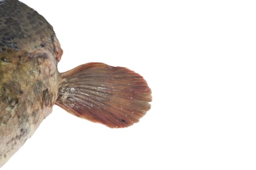 fin fish