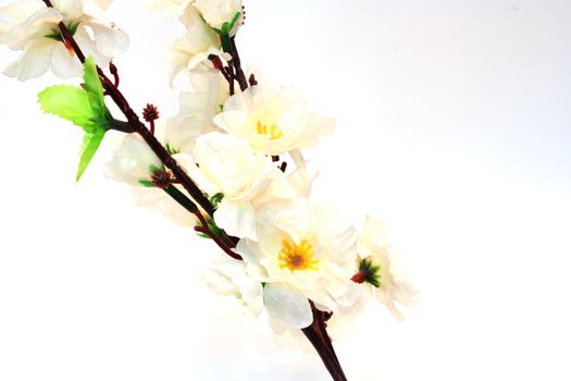 Cherry blossom flower isolated on white. 