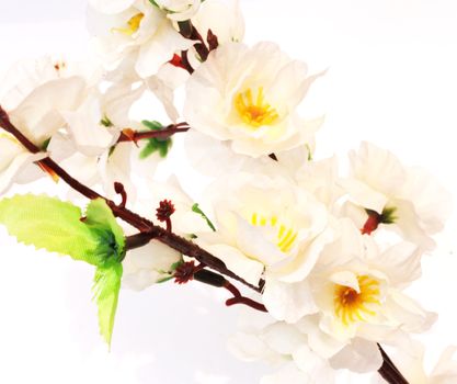 Cherry blossom flower isolated on white. 