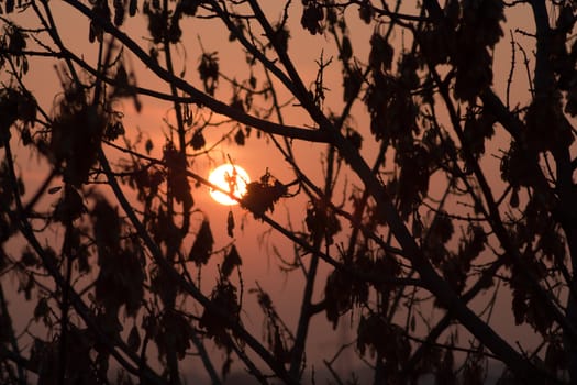 sundown sun on branch tree