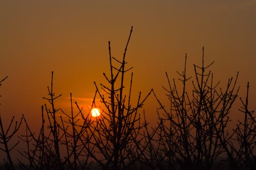 sundown sun on branch tree
