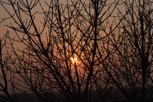 Silhouette of a willow tree with the sun behind the tree 