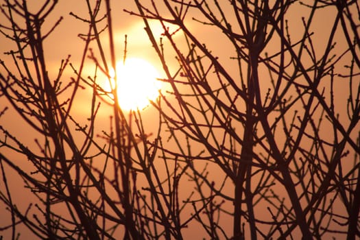 Silhouette of a willow tree with the sun behind the tree 
