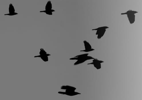 black birds in flight . ravens