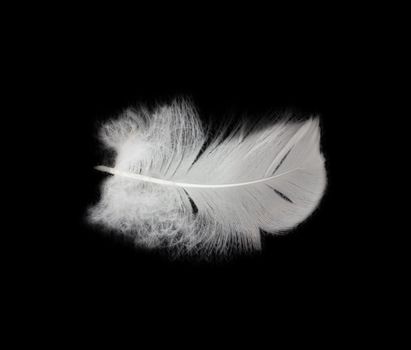 feather on the black background 