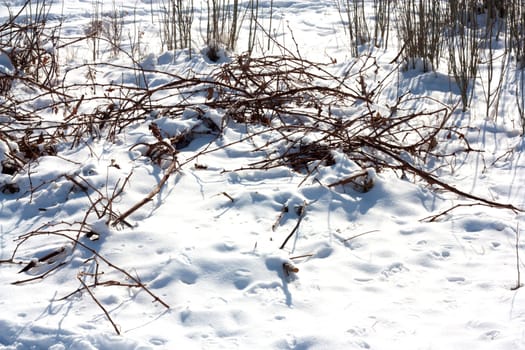 Close up of dry grass with snow and hoarfrost 