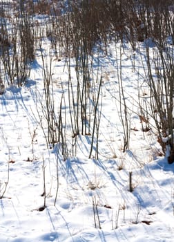 Close up of dry grass with snow and hoarfrost 