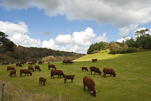 A Herd of Salers Cattle in a field in Cornwall