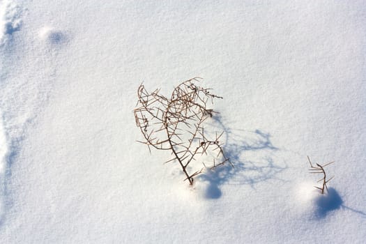 Dried plant in snow surface 