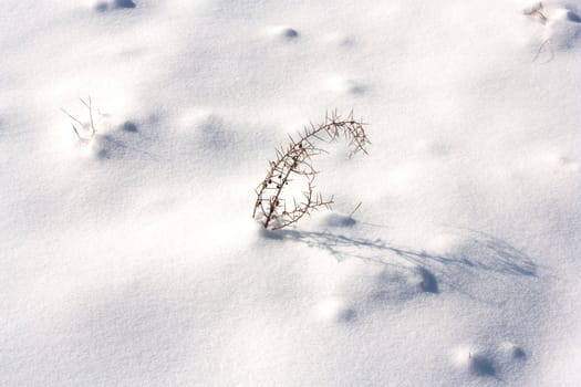 Dried plant in snow surface 