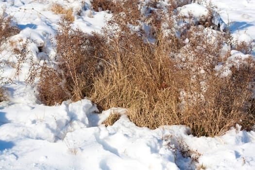 Close up of dry grass with snow and hoarfrost 