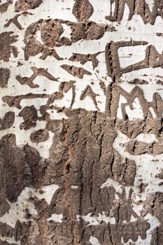 Natural background - close-up of an old birch tree with more white color 