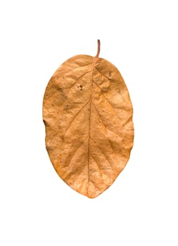 Yellow autumn leaves on a white background 