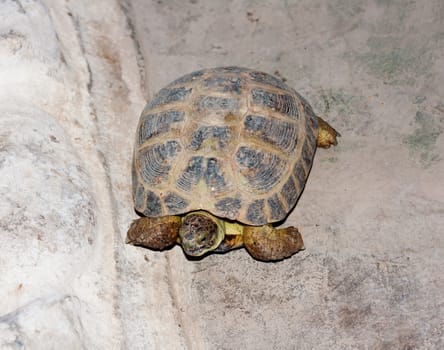 Turtle on rock surface