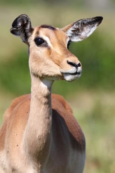 Impala antelope female with large eyes and ears