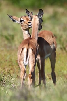 Two impala antelope fawns grooming each other