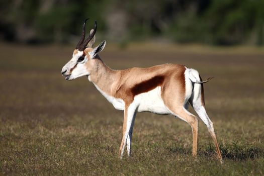 Male springbok antelope standing on the open grassland