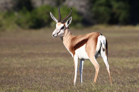 Male springbok antelope standing on the open grassland