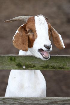 White and brown goat bleating at a wooden fence