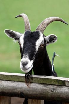 Billy goat or male goat with long beard looking over a wooden fence