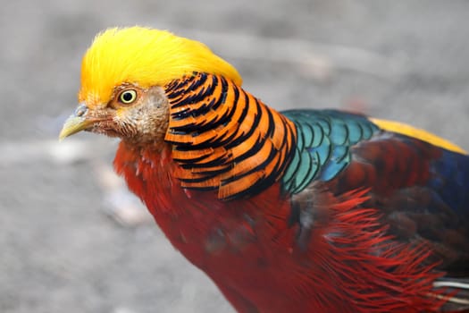 Portrait of a beautiful golden pheasant bird