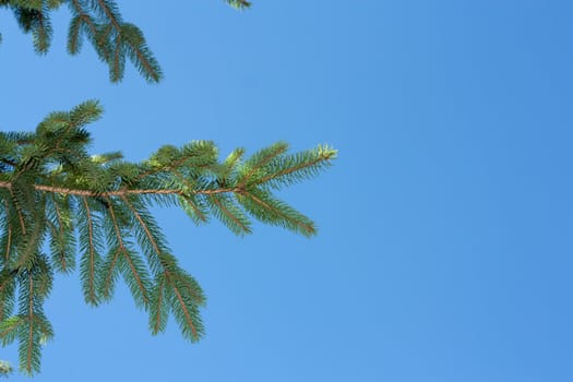 Fresh green fir branches isolated on blue background 