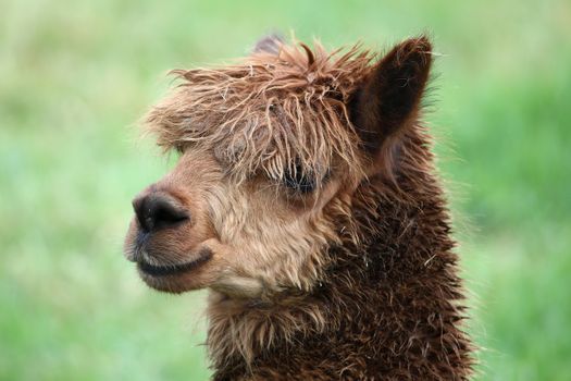 Portrait of a brown Alpaca with matted hair