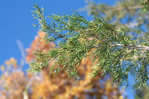 Two trees - an evergreen arborvitae and yellow birch, contrasts 