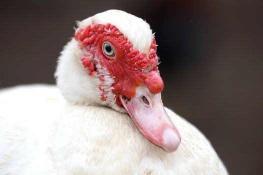 Muscovy duck with white feathers and red wattle
