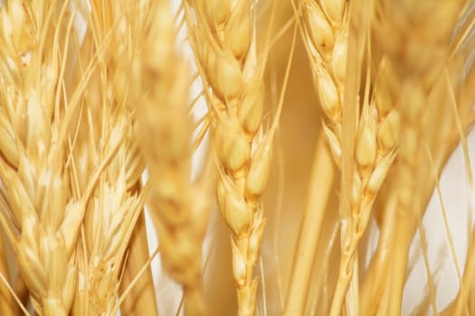 wheat as a background, close-up