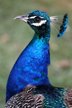 Portrait of a beautiful blue male peacock bird