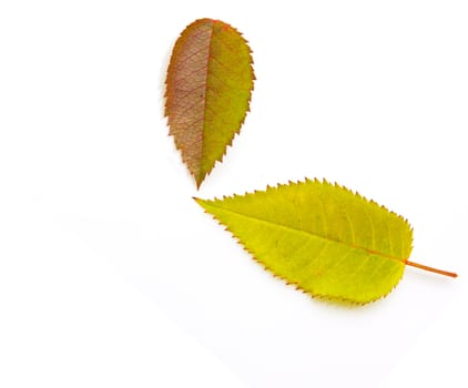 two autumn leaf on white background