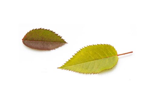two autumn leaf on white background