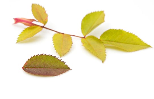 two autumn leaf on white background