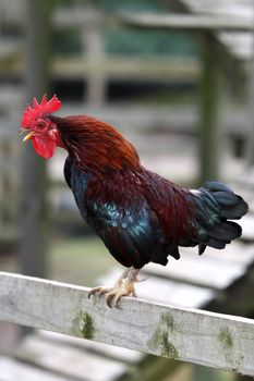 Beautiful rooster or cock crowing on the farm yard