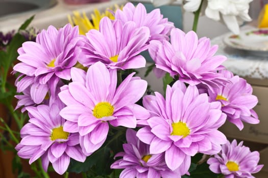 Closed up chrysanthemum 