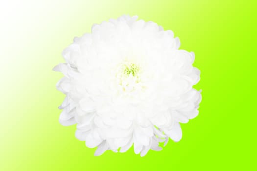 white flower on green background