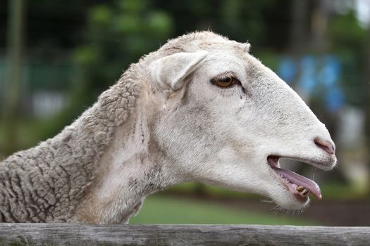 Merino sheep showing it's tongue and teeth as it bleats