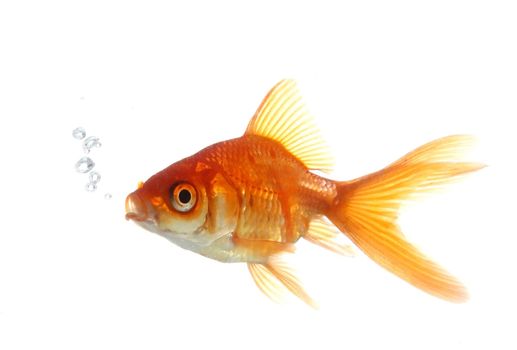 Beautiful goldfish blowing bubbles in clear water