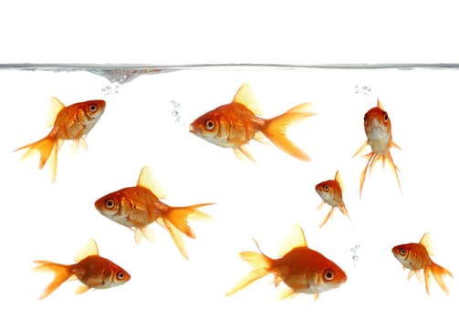 Beautiful goldfish blowing bubbles in clear water