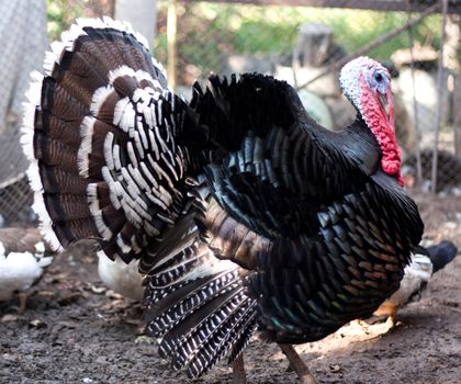 Large male turkey in nature 