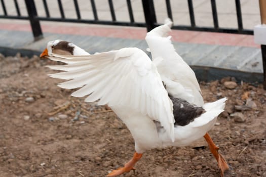  goose spreading its wings. 